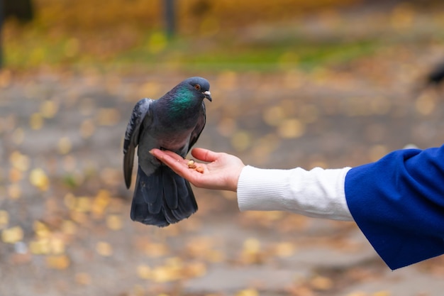 La persona sostiene una paloma en la mano. | Foto Premium