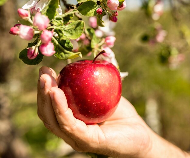 Persona tomando una deliciosa manzana del árbol