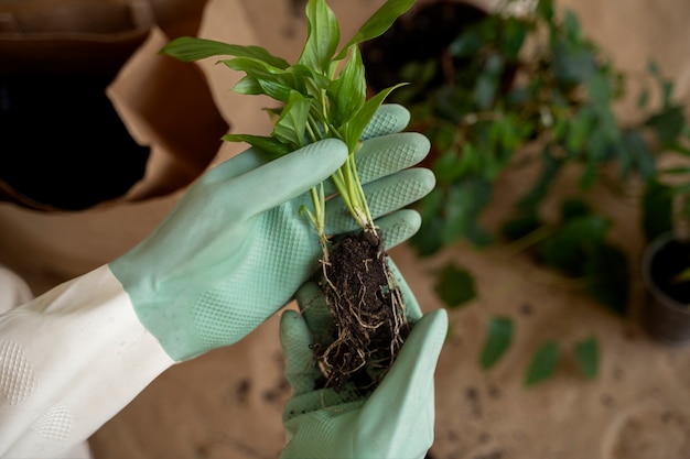 Persona trasplantando plantas en macetas nuevas