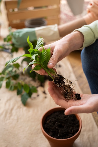 Persona trasplantando plantas en macetas nuevas