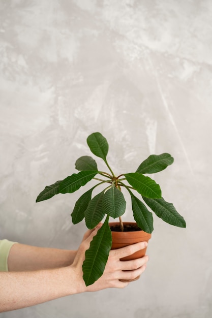 Persona trasplantando plantas en macetas nuevas