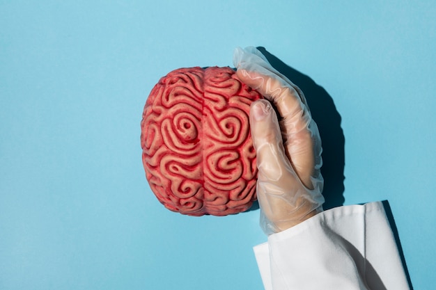 Foto gratuita persona de vista superior sosteniendo un cerebro