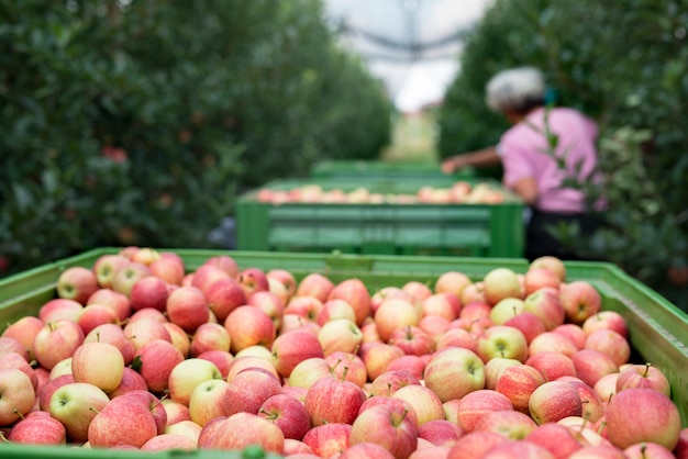 Personas que trabajan en un huerto de manzanas recogiendo frutas y colocándolas en la canasta