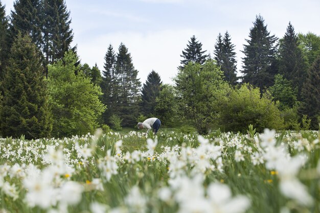 Personas recogiendo flores de narciso en primavera en Cauvery, Francia