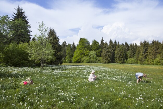 Personas recogiendo flores de narciso en primavera en Cauvery, Francia