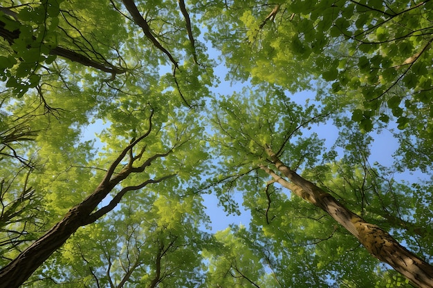 Perspectiva de ángulo bajo de un árbol con un hermoso dosel