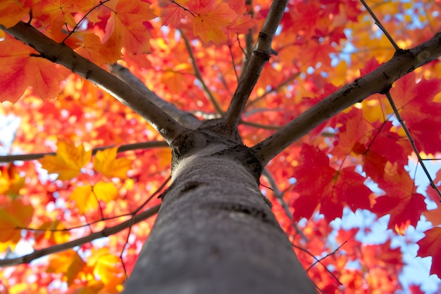 Foto gratuita perspectiva de ángulo bajo de un árbol con un hermoso dosel