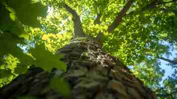 Foto gratuita perspectiva de ángulo bajo de un árbol con un hermoso dosel