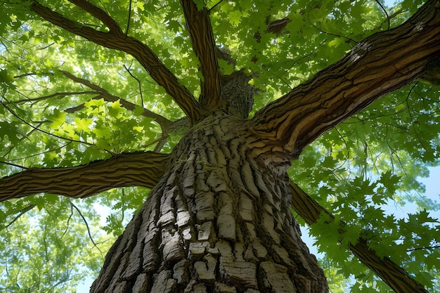 Perspectiva de ángulo bajo de un árbol con un hermoso dosel