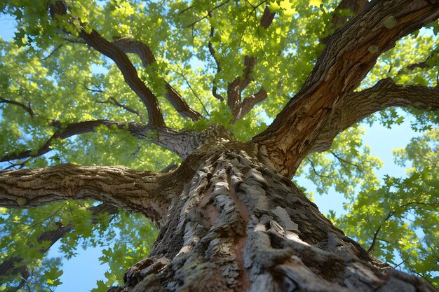 Perspectiva de ángulo bajo de un árbol con un hermoso dosel