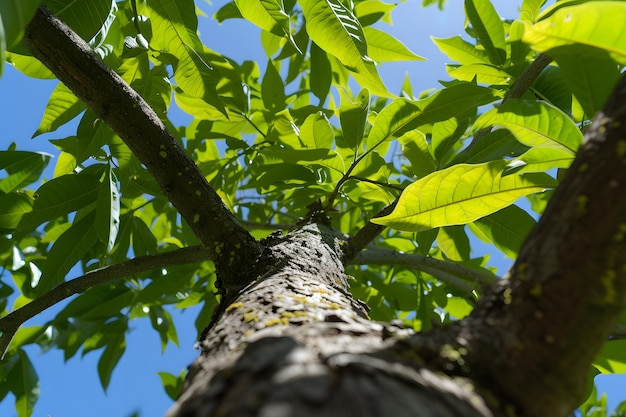 Foto gratuita perspectiva de ángulo bajo de un árbol con un hermoso dosel