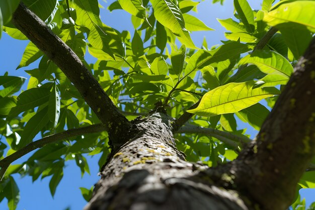 Perspectiva de ángulo bajo de un árbol con un hermoso dosel