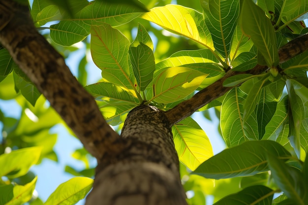 Foto gratuita perspectiva de ángulo bajo de un árbol con un hermoso dosel