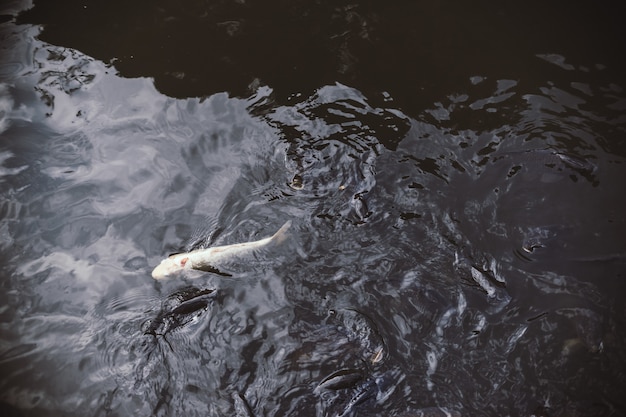 Pescado blanco en un lago