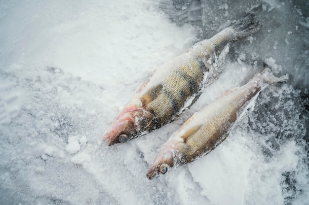 Pescado congelado con nieve alrededor