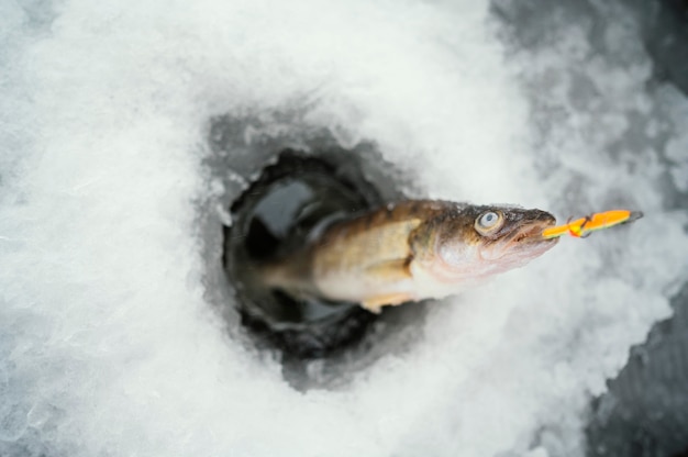 Pescado congelado con nieve alrededor