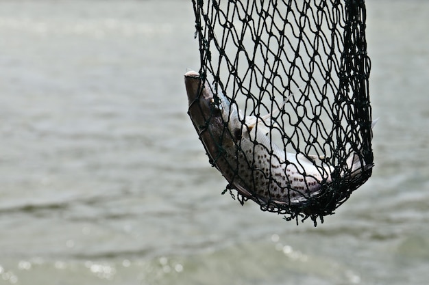 Pescado desviado por una red de pescador en medio del mar