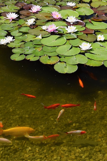 &quot;Pescado en el estanque con waterlilies&quot;