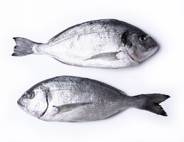 Foto gratis pescado fresco en blanco