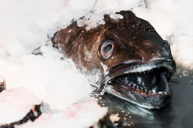 Pescado fresco en cubitos de hielo para la venta en el mercado