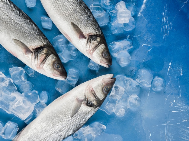 Pescado de vista superior con cubitos de hielo