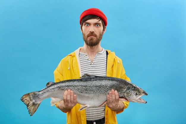 pescador sorprendido serio con ojos azules y barba con sombrero rojo y chaqueta amarilla sosteniendo un enorme pez en las manos demostrando su captura aislada en la pared azul. Concepto de pesca