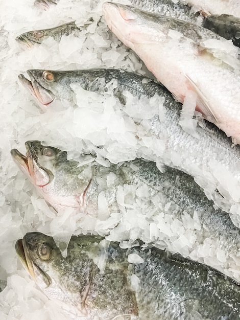 Pescados del Seaperch o pescados blancos del pargo