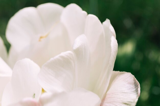 Pétalo de delicada flor de amapola blanca
