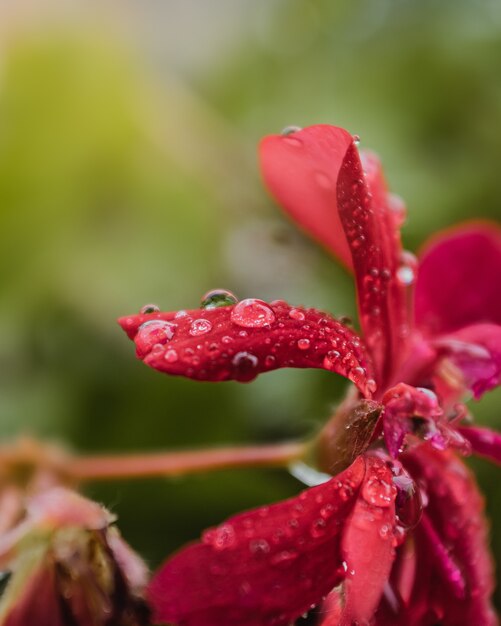 Pétalo de flor roja con gotas de agua