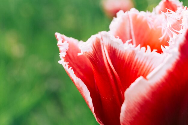Pétalo de la flor del tulipán rojo