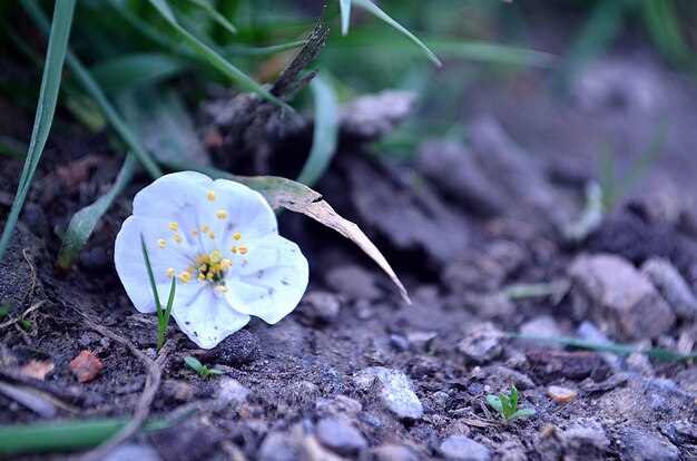 Pétalos de flor