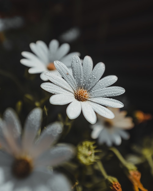 Pétalos de flores blancas con gotas de agua y polen