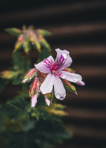 Pétalos de flores blancas y moradas con gotas de lluvia