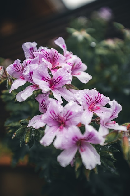 Pétalos de flores blancas y moradas con gotas de lluvia