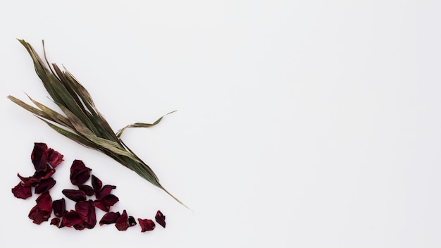 Pétalos de flores cerca de la planta verde