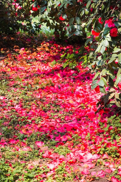 Pétalos de flores debajo del árbol