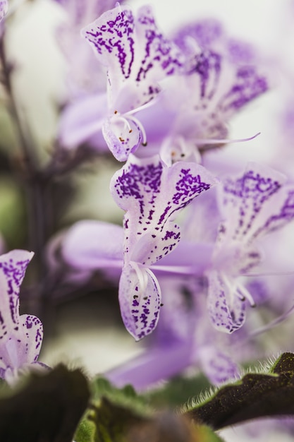 Pétalos de flores frescas blancas y violetas.