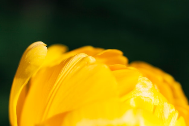 Pétalos de una hermosa flor amarilla