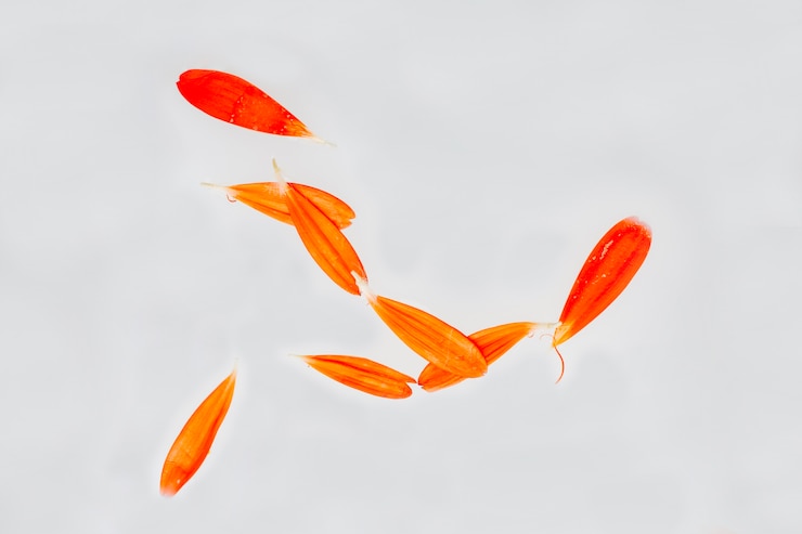 Foto gratuito pétalos naranjas