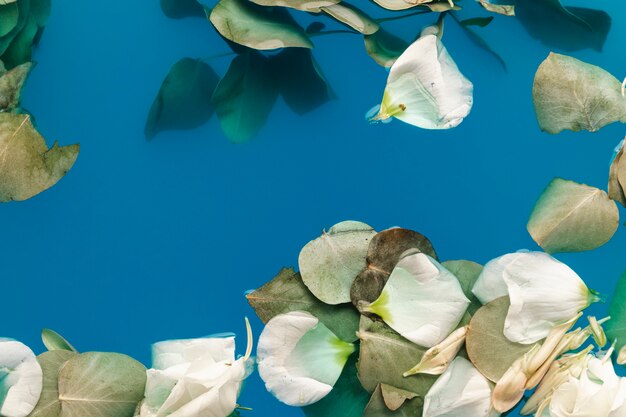 Pétalos planos y hojas en agua azul