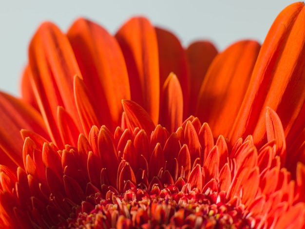 Pétalos rojos de una bella flor de crisantemo