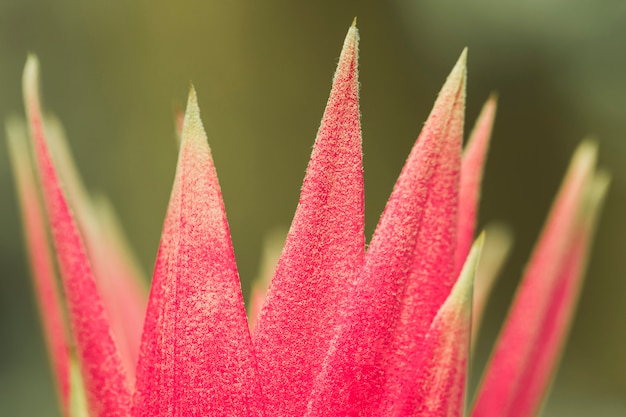 Pétalos rojos de flor exótica.