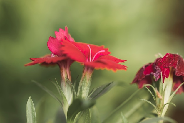 Pétalos rojos de flores y hojas verdes.