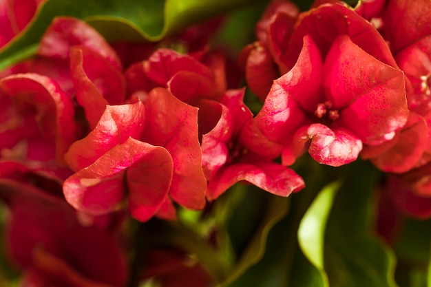 Pétalos rojos de flores tropicales y hojas verdes.