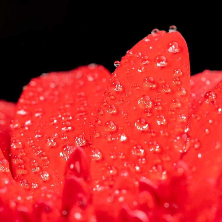 Foto gratuito pétalos rojos mojados de primer plano
