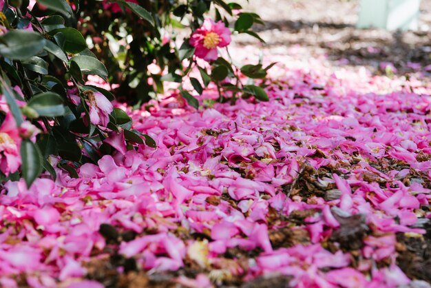 Los pétalos rosados ​​se cubren con el suelo