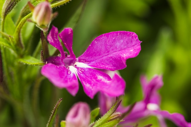 Pétalos violetas de flores y hojas verdes.