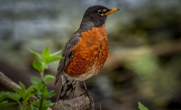 Petirrojo americano (Turdus migratorius)