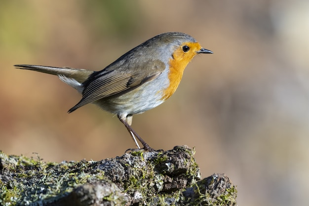 Petirrojo europeo sentado sobre una roca cubierta de musgo