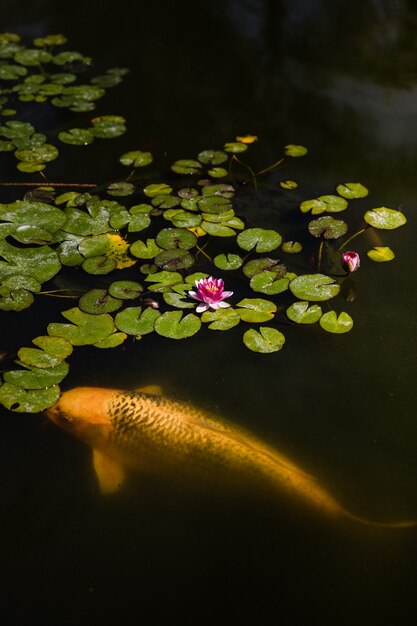 Pez amarillo y naranja en el agua con pétalos de flores rosas